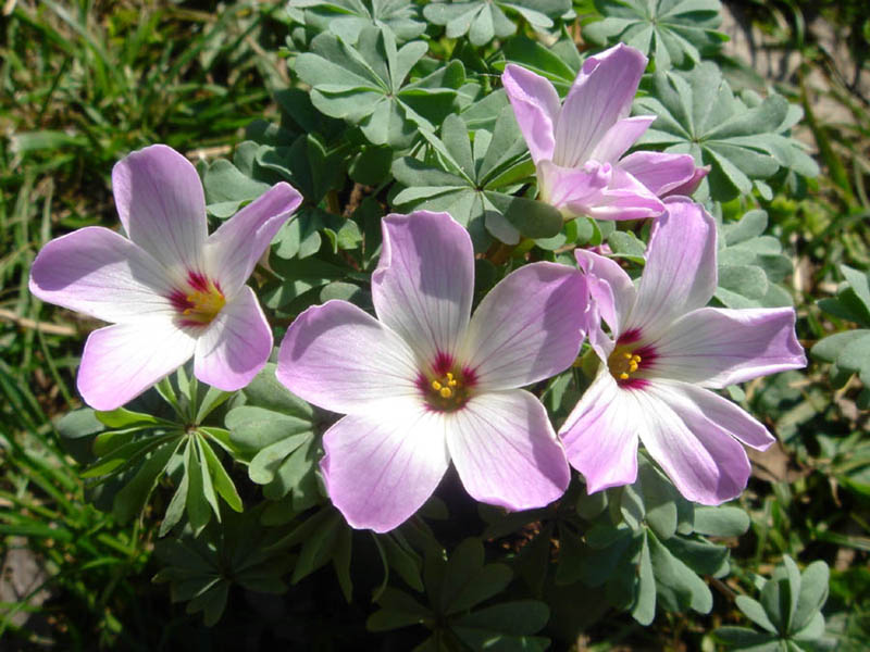 Oxalis adenophyla en fleurs sur les éboulis des Andes chiliennes
